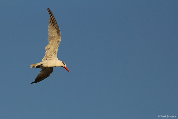 Lesser-crested Tern at Eilat 7