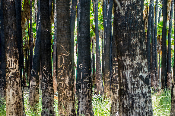 Washington Palm Grove 240516-1