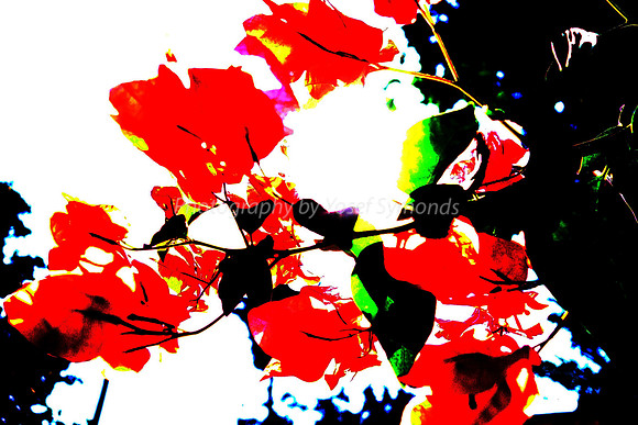 Bougainvillea Backlit FA-3