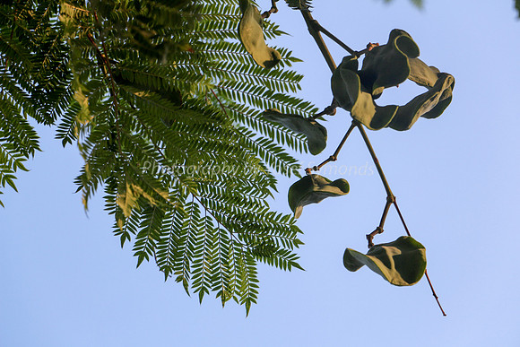 Jacarandah Ferns - Early Morning 1