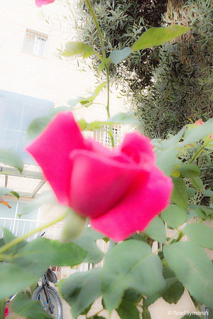 Flower and Building 200630-3