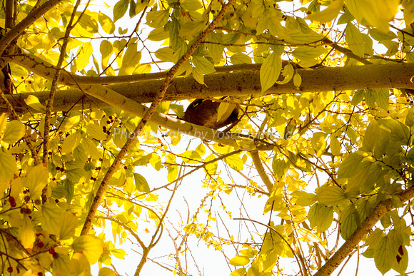 Golden Leaves