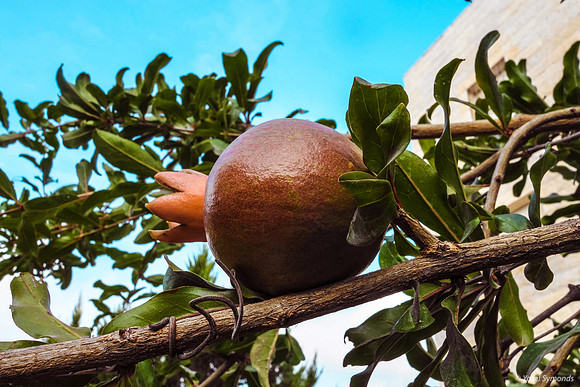 Pomegranate in Growth 1