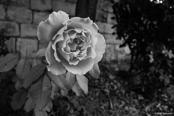 Roses in Carpark 200630-4
