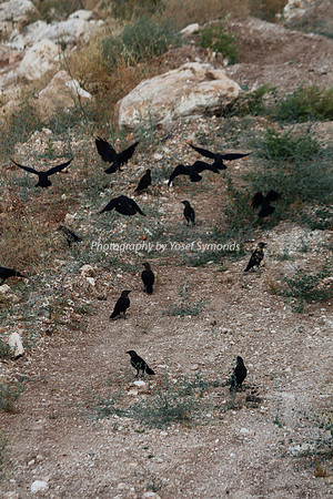 Mem 3 2014 Q3 Flock of Birds  8057
