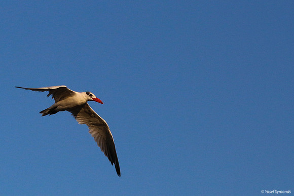 Lesser-crested Tern at Eilat 5