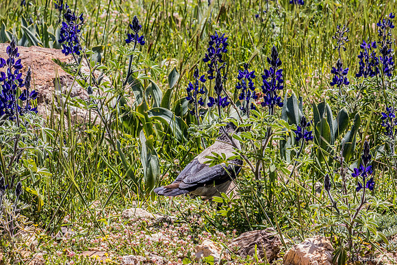 Crow Hiding Amongst the Lupins 220328-6