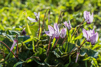 Pink Cyclamen 200216-2