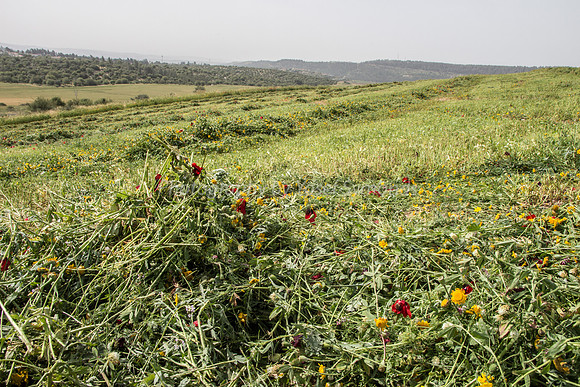 Ploughed Poppies 3