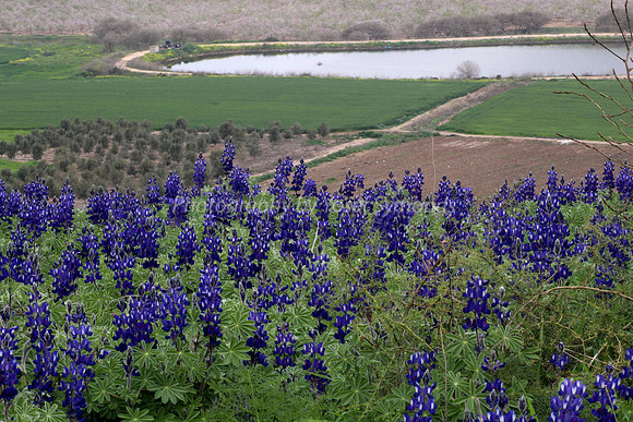 Hilltop Lupins Overlook Fields and Lake of Kibbutz 2
