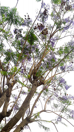 Jacaranda Tree - Nachala Umenucha