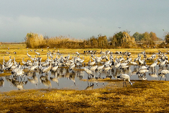 N-Cranes Resting in Hula 3