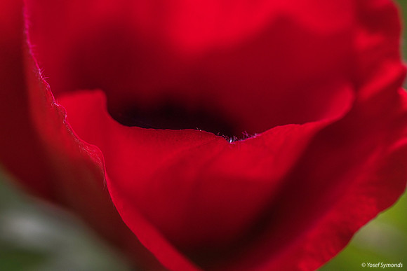 Anemone Petals 200216-6