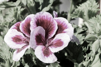 Pink and White Geranium 170416-4