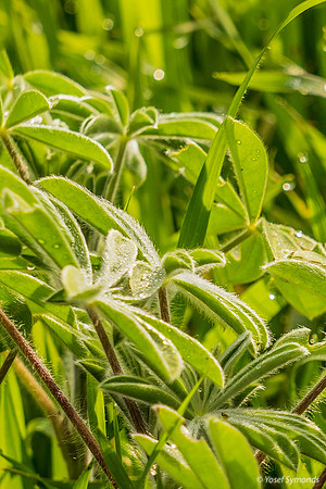 Droplets on Lupin Petals 200216-6