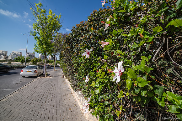 Camouflaged Fence-250429-5