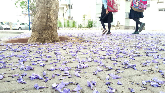 School Girls and Jacaranda Leaves