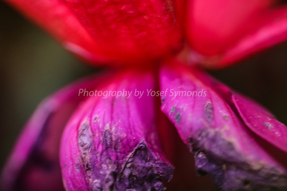 170414-CactusGarden-9999_54-2