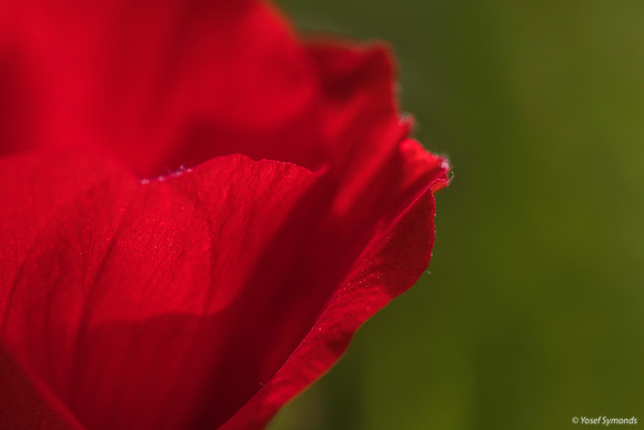 Anemone Petals 200216-3