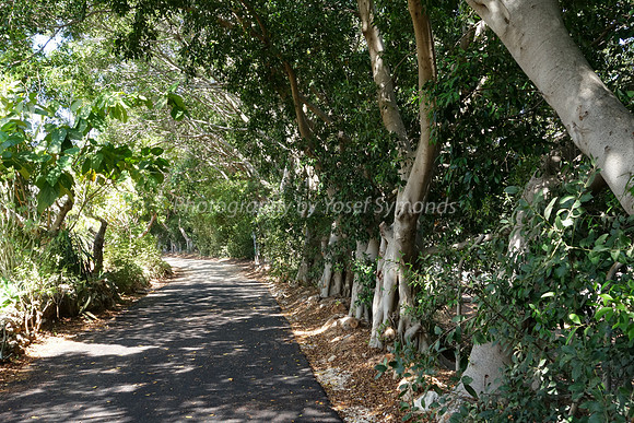 Fig Grove 4
