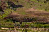 Camels Enjoying Green Salad 230111-1