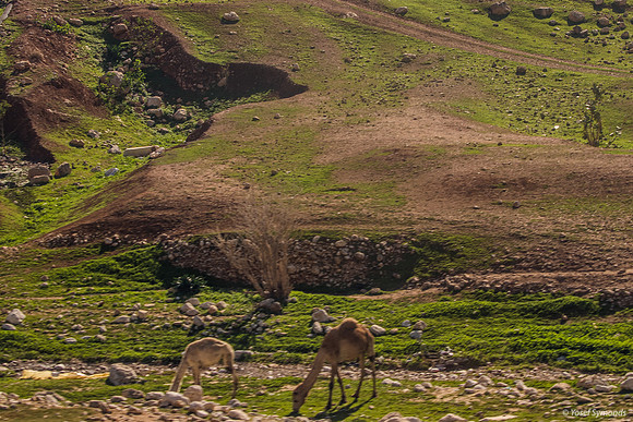 Camels Enjoying Green Salad 230111-1