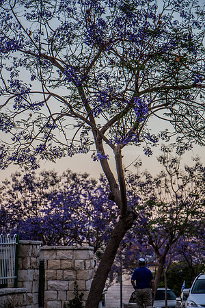 Jacaranda at Dusk Nachal Maor 140428-1