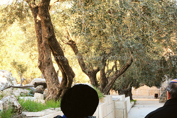 140209-HarHabayit-9856A