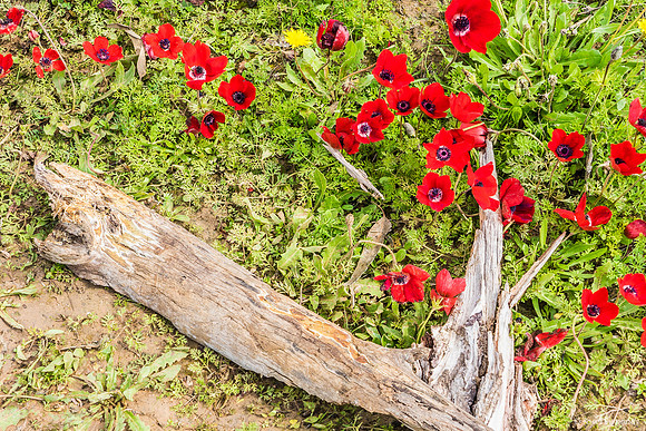 Shark Head Log in Poppy Field 220216-1
