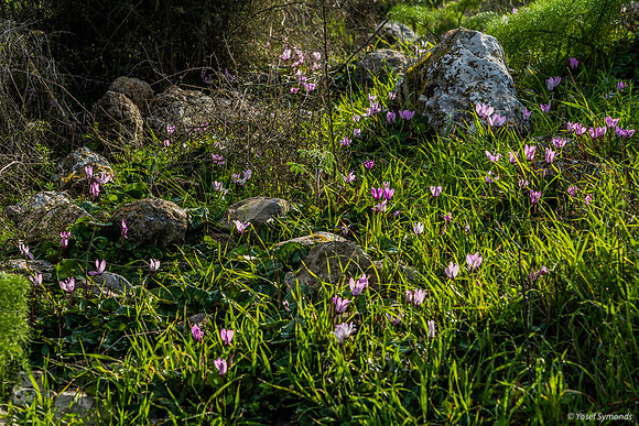 Cyclamen in Rocky Field 200216-1