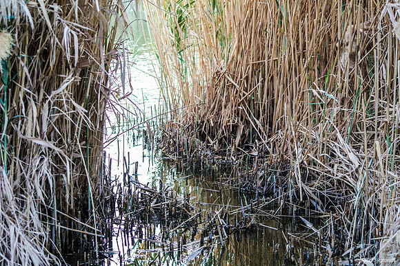 Edge of Lake Anita 2