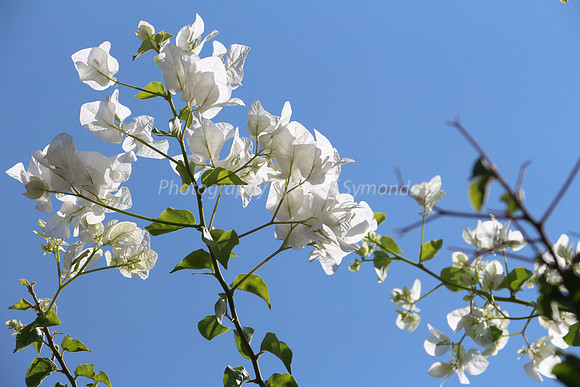 Backlit White Bougainvillea 3