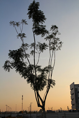 Tree at Dusk 1