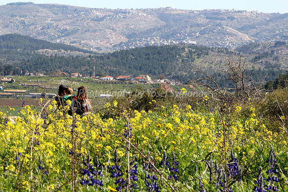 Lupins and Wild Mustard Plants