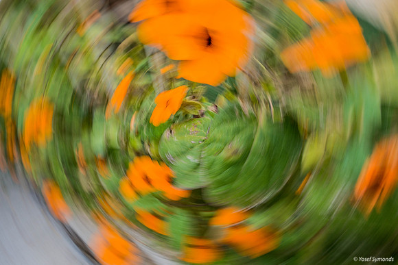 Dizzy Black-Eyed Susans 190408-1