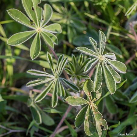 Droplets on Lupin Petals 200216-2