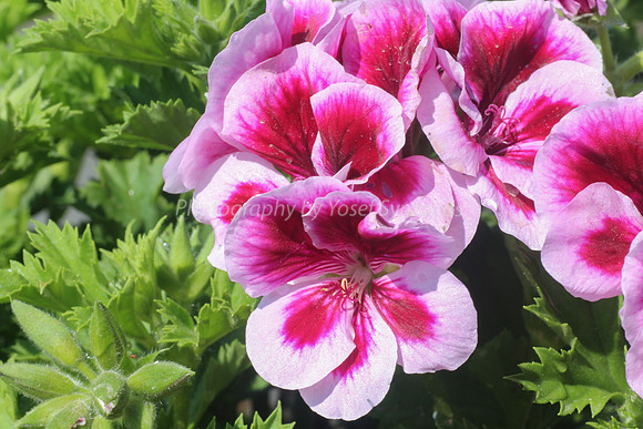 Pink and White Geranium 170416-2