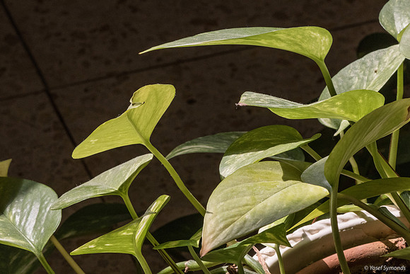 Anthurium Plant 190914-2