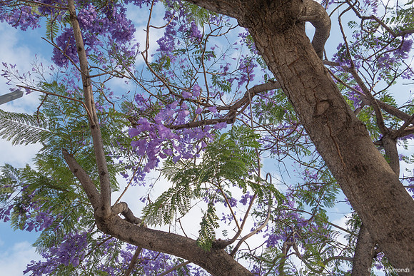 Maor Jacarandas 200528-3
