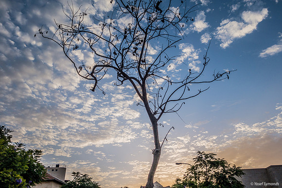 Jacaranda on Maor 181023-3