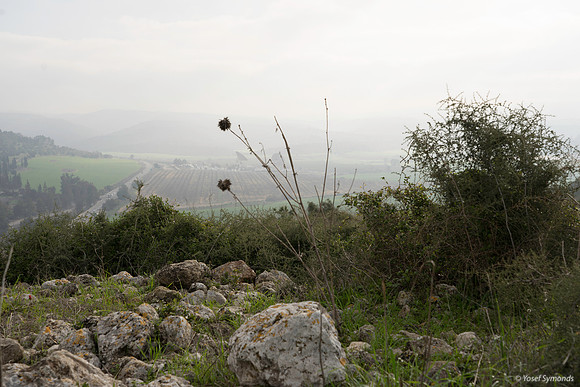 Bare Stalk Overlooking Haela Valley 200216-7