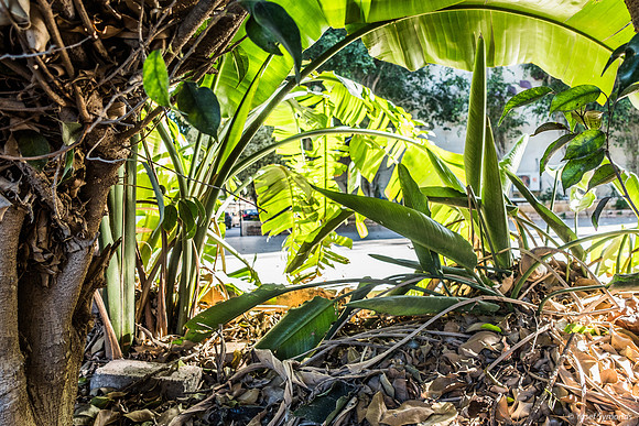 Through the Trees 250110-2
