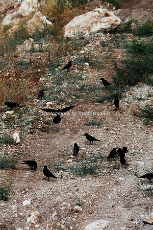 Mem 3 2014 Q3 Flock of Birds 8055