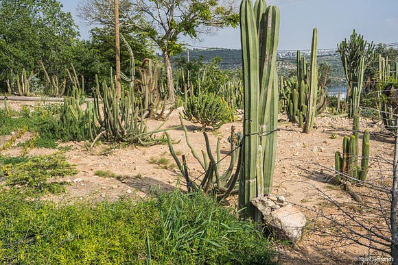 Cactus Neve Tzuf 190423-28