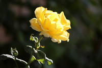 130912-Roses-4550