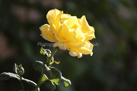 130912-Roses-4550