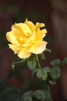130912-Roses-4543