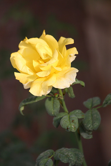 130912-Roses-4543