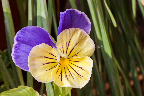 Pansy 170416-8