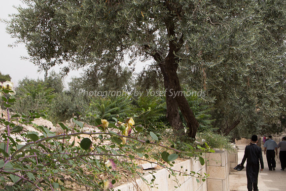 Temple Mount 140605 June 2014